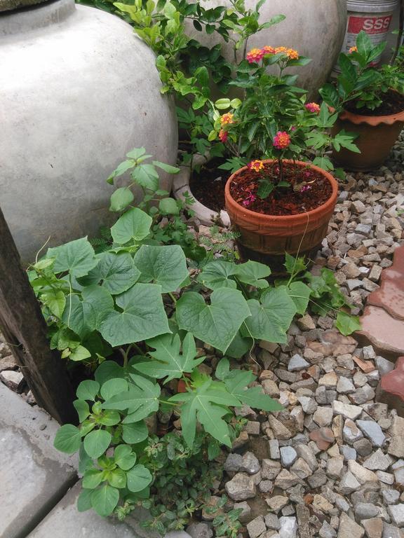 Patchaya Guesthouse Amphava Kültér fotó